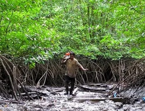Diantara Hijau dan Air Laut: Mangrove dalam Sorotan Mitigasi Bencana