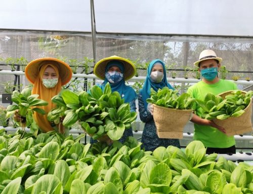 Urban Farming: Solusi Pangan Berkelanjutan di Perkotaan